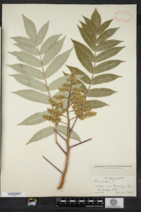 Rhus glabra image