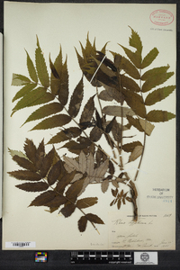 Rhus typhina image