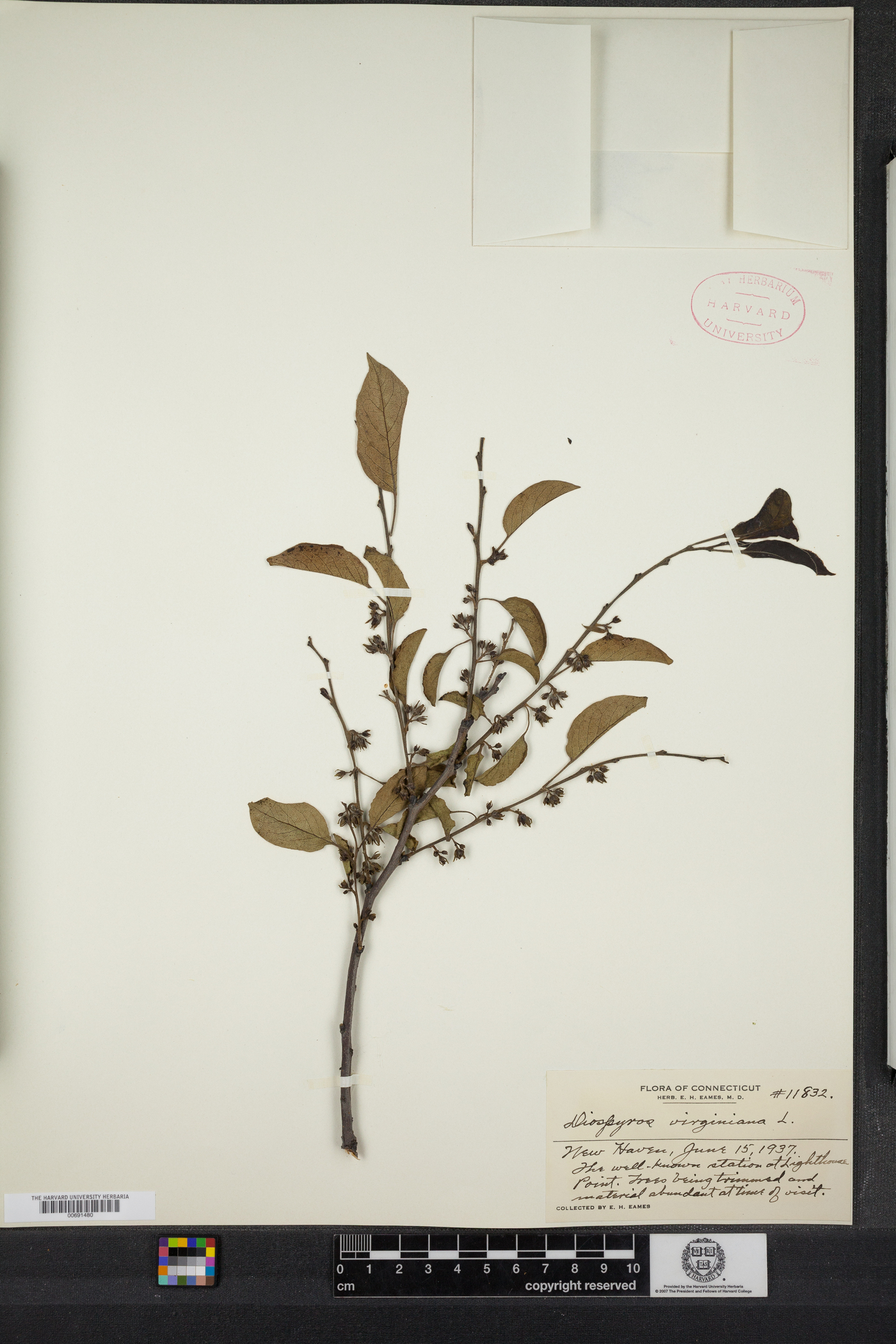 Ebenaceae image