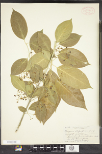 Euonymus atropurpureus image