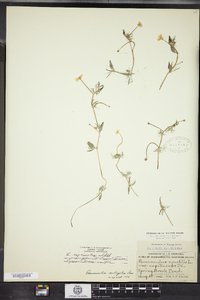 Ranunculus longirostris image