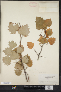 Crataegus iracunda image