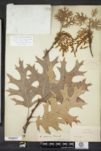 Quercus coccinea image