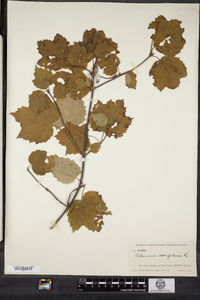 Viburnum acerifolium image