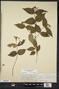 Viburnum rafinesqueanum image