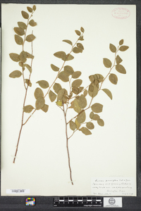 Spiraea prunifolia image