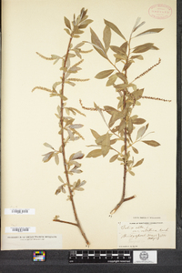 Salix alba image