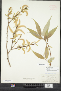 Salix rubens image