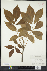 Carya alba image