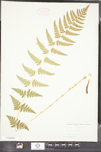 Dryopteris cristata image