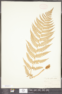 Dryopteris marginalis image