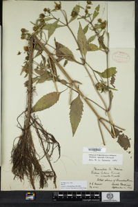 Bidens eatonii image