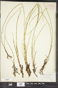 Equisetum litorale image