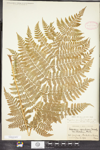 Dryopteris campyloptera image