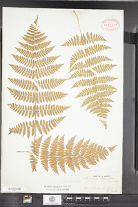 Dryopteris carthusiana image