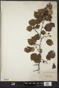 Crataegus pedicellata image