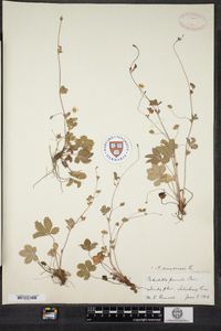 Potentilla canadensis image