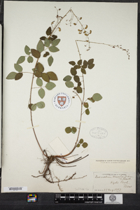 Desmodium marilandicum image