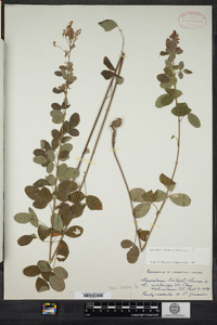 Lespedeza hirta image