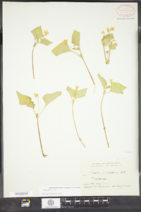 Viola pubescens image