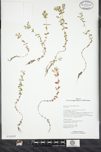 Hypericum boreale image