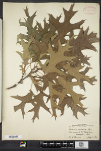 Quercus velutina image