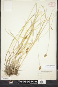 Carex oronensis image