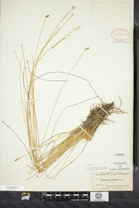 Eleocharis rostellata image