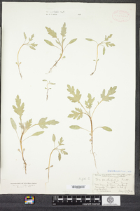Cyclachaena xanthifolia image