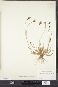 Scorzoneroides autumnalis image