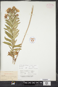 Symphyotrichum novae-angliae image