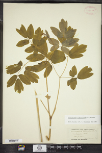 Caulophyllum thalictroides image