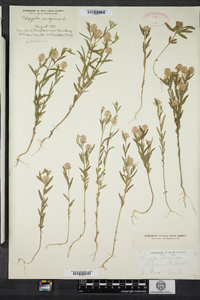 Polygala sanguinea image