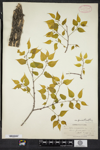 Celtis occidentalis image