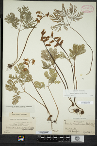 Dicentra canadensis image