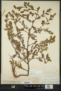 Polygonum erectum image