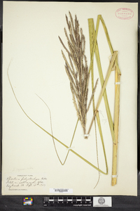 Spartina cynosuroides image