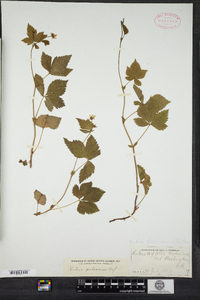 Rubus pubescens image