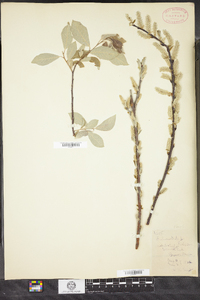 Salix bebbiana image