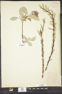 Salix bebbiana image