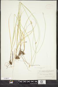 Carex muehlenbergii image