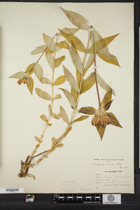 Gentiana clausa image