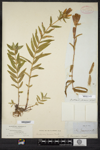 Gentiana linearis image