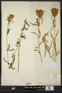 Gentiana linearis image