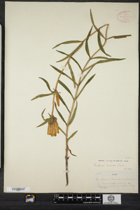 Gentiana linearis image