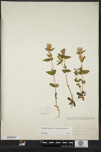 Gentianella quinquefolia image