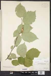 Corylus cornuta image