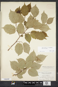 Corylus cornuta image