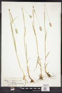 Phleum alpinum image