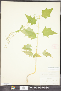 Chenopodium simplex image